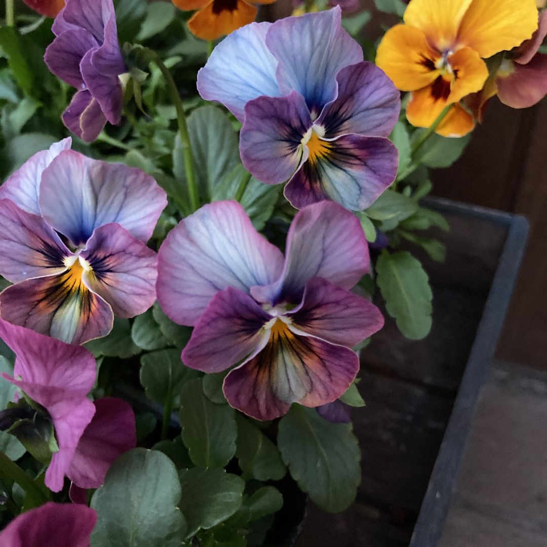 アンティークカラーのビオラ 9ポットセット お得♪ - メルカリ