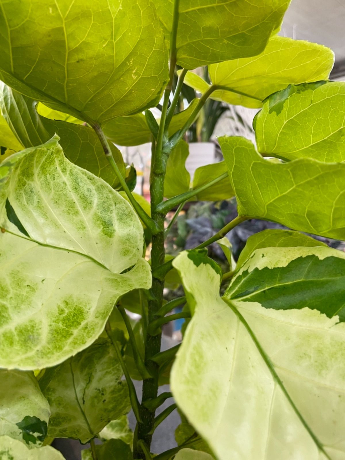 超希少❗️ポリシャス　フリスビー　スーパームーン✨ ポリシャスフリスビースーパームーン❣️斑入り❣️ - メルカリ