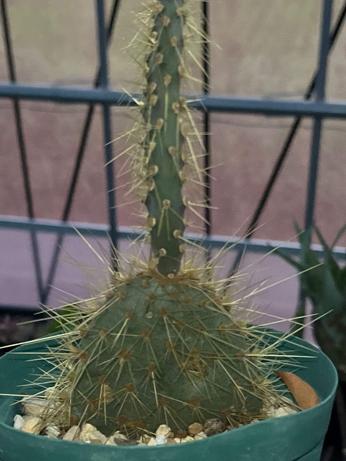 Opuntia echios オプンチア ガラパゲイア エキオス ガラパゴス