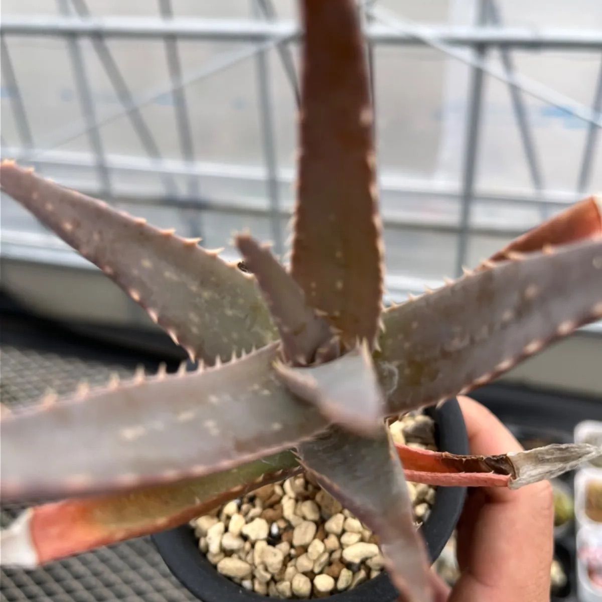アロエ スピニフローラ Aloe 'spiniflora' - メルカリ