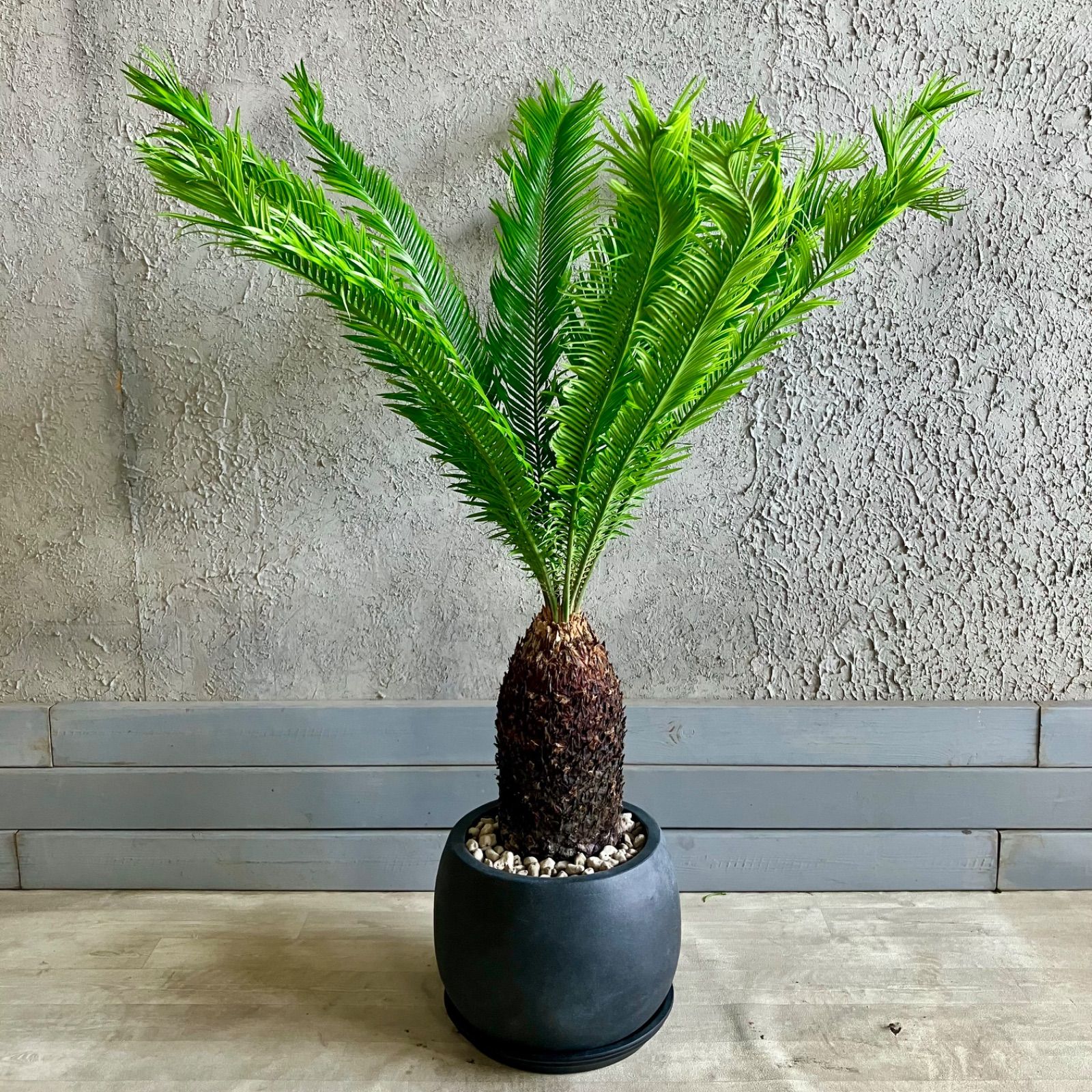 ソテツ 蘇轍 8号 テラコッタ鉢植え アンティーク風 受け皿付き 素焼き ソテツ 蘇轍 8号 テラコッタ鉢植え アンティーク風 受け皿付き 素焼き