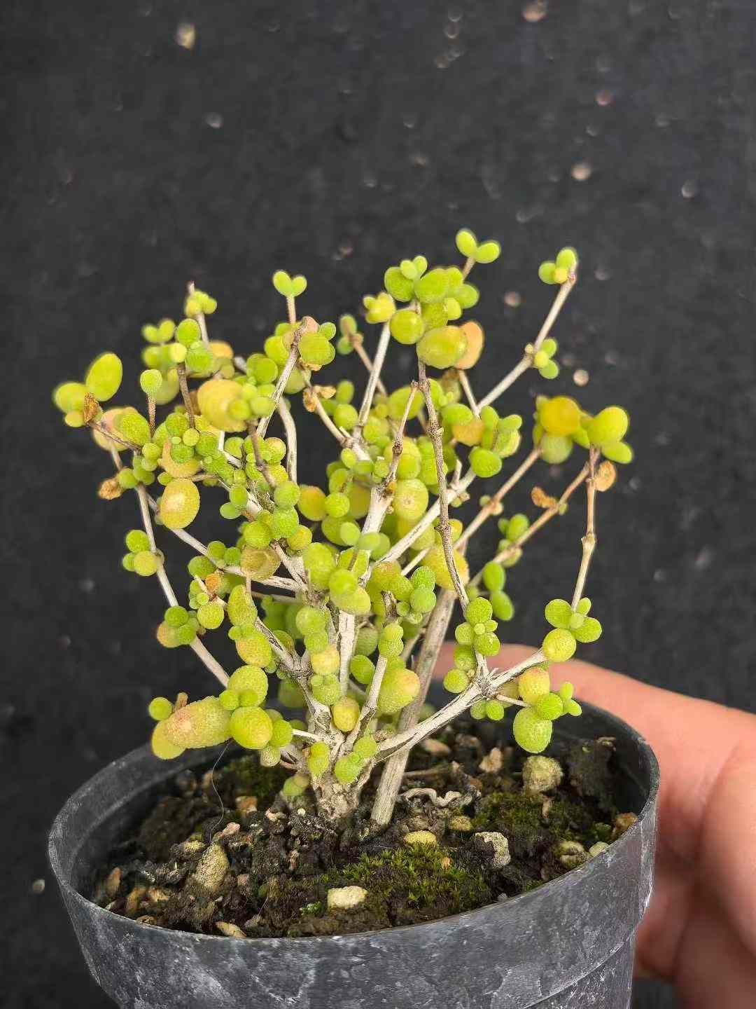 32鉢の土鉢付きセット メセンの一種 ドロサンセマム 多肉植物 佐川急便発送 エケベリア 韓国苗 MY743