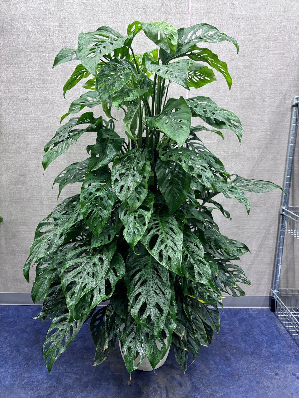 多肉植物 ハオルチア 日月潭錦 鉢のまま 多肉植物 ハオルチア 日月潭錦 鉢のまま