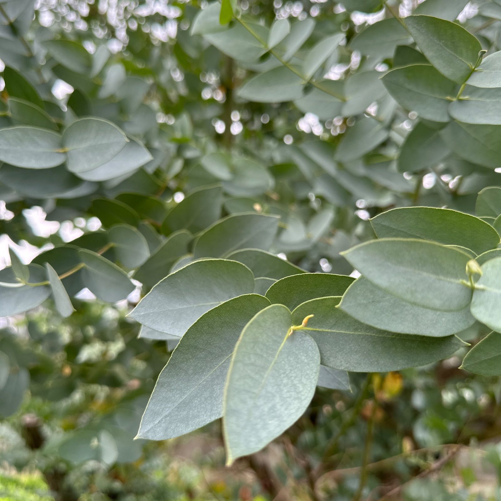 ブルーアイス フレッシュ コニファー 切花 枝 花材 - インテリア