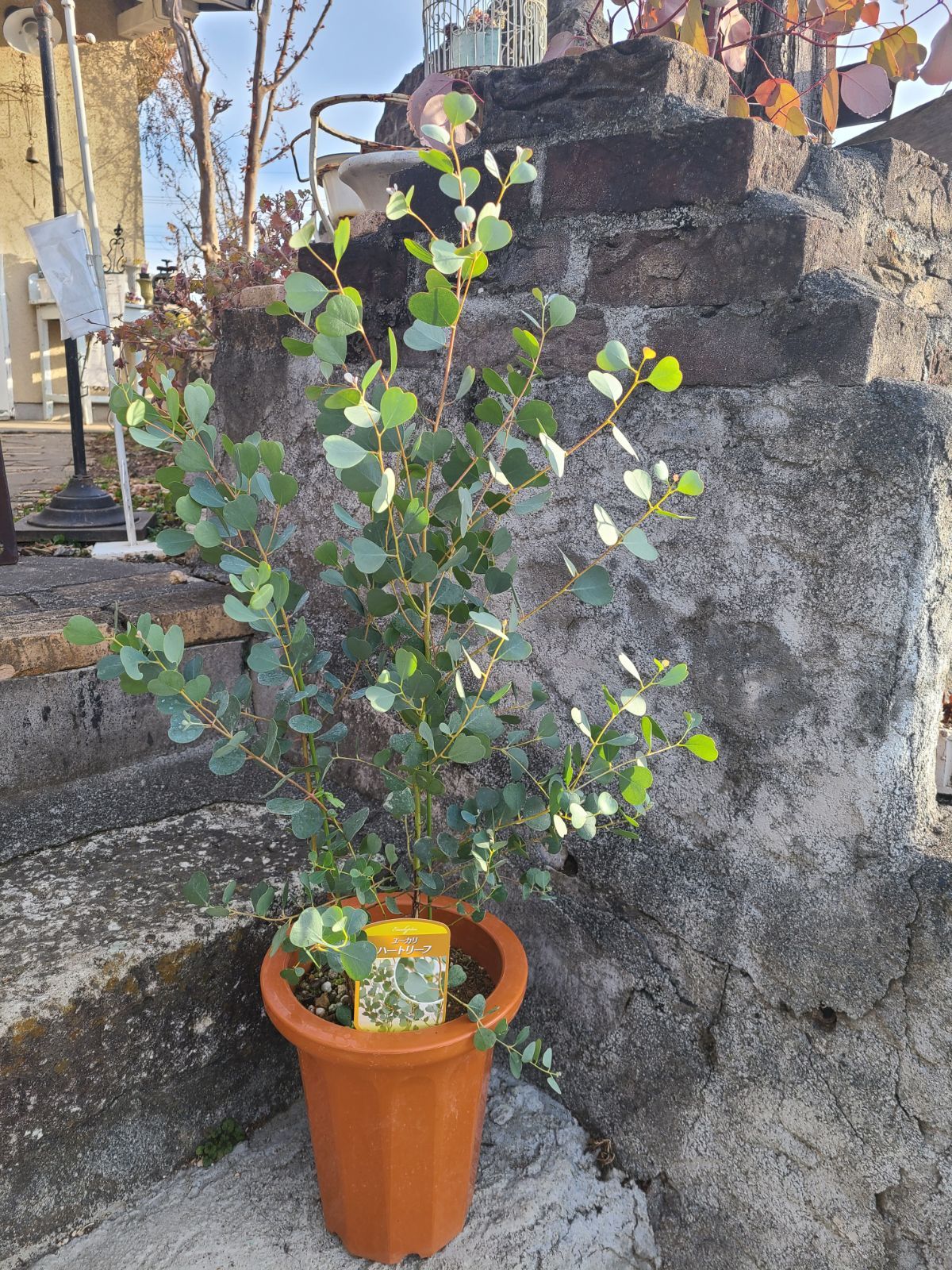 当店在庫 ユーカリウェブステリアナ 7号 植物 観葉植物 インテリア 住まい 小物 Belvtor By