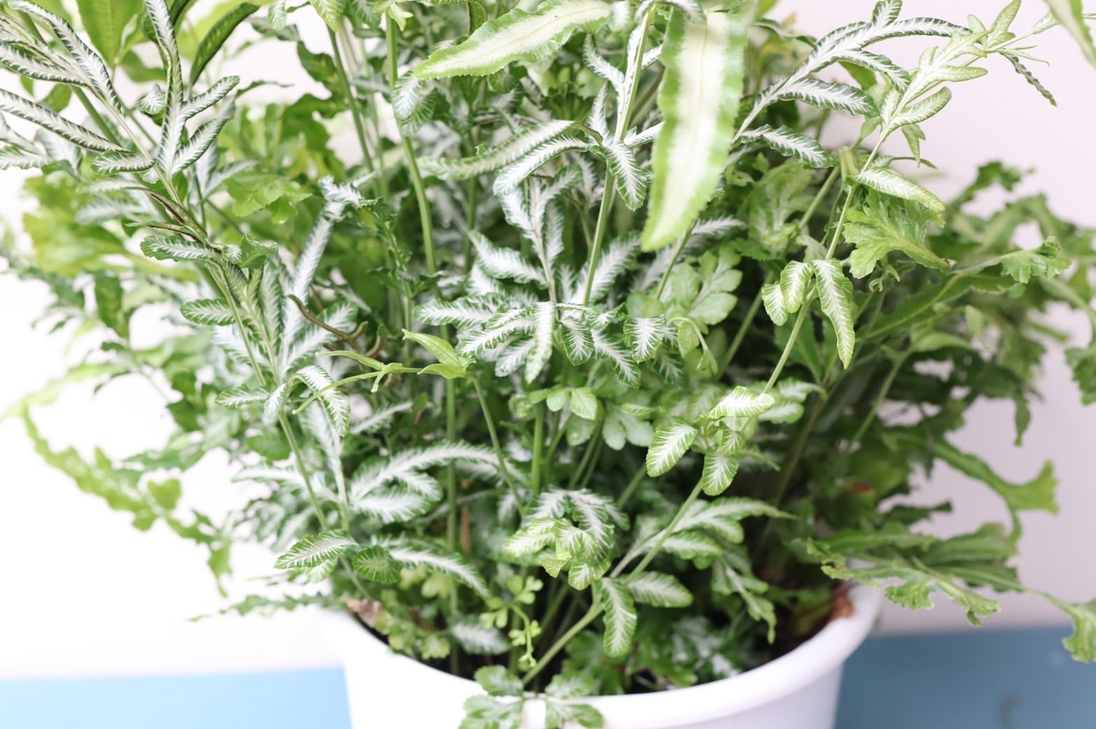 正規品販売 新品 未使用 人気のシダ植物 プテリス寄せ植え 植物 観葉植物 Wblog Paraiso Peru Com Wblog Paraiso Peru Com