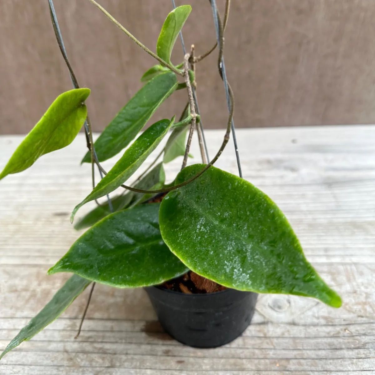 ホヤ インフラータ Hoya Inflata サクララン 桜蘭 現品 観葉植物 観葉 植物 珍奇植物 珍奇 珍しい レア 希少 つる性 つる性植物  ハンギング 吊るす 吊り下げ インテリア プレゼント おしゃれ かわいい おうち時間 グリーン アートプランツ - メルカリ