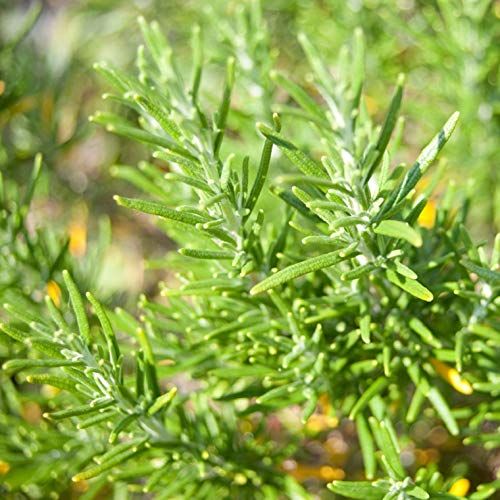 NEAL S YARD REMEDIES ニールズヤードレメディーズ シーウィードシャンプー 950ml WWW_NOITHATQUANGTHANH_NET