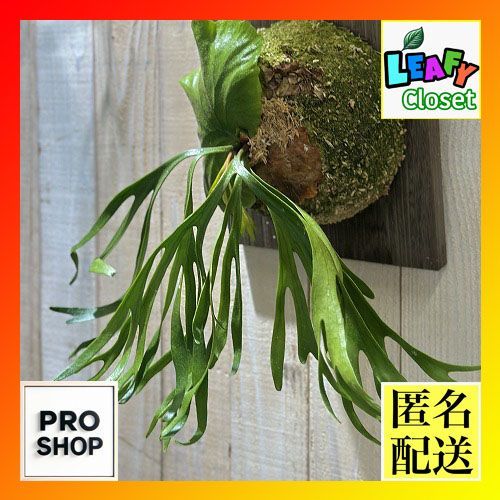 ビカクシダ ベイチー AR 1 P. veitchii AR #1 (pup) Select 【artPLANTs】 ビカクシダ