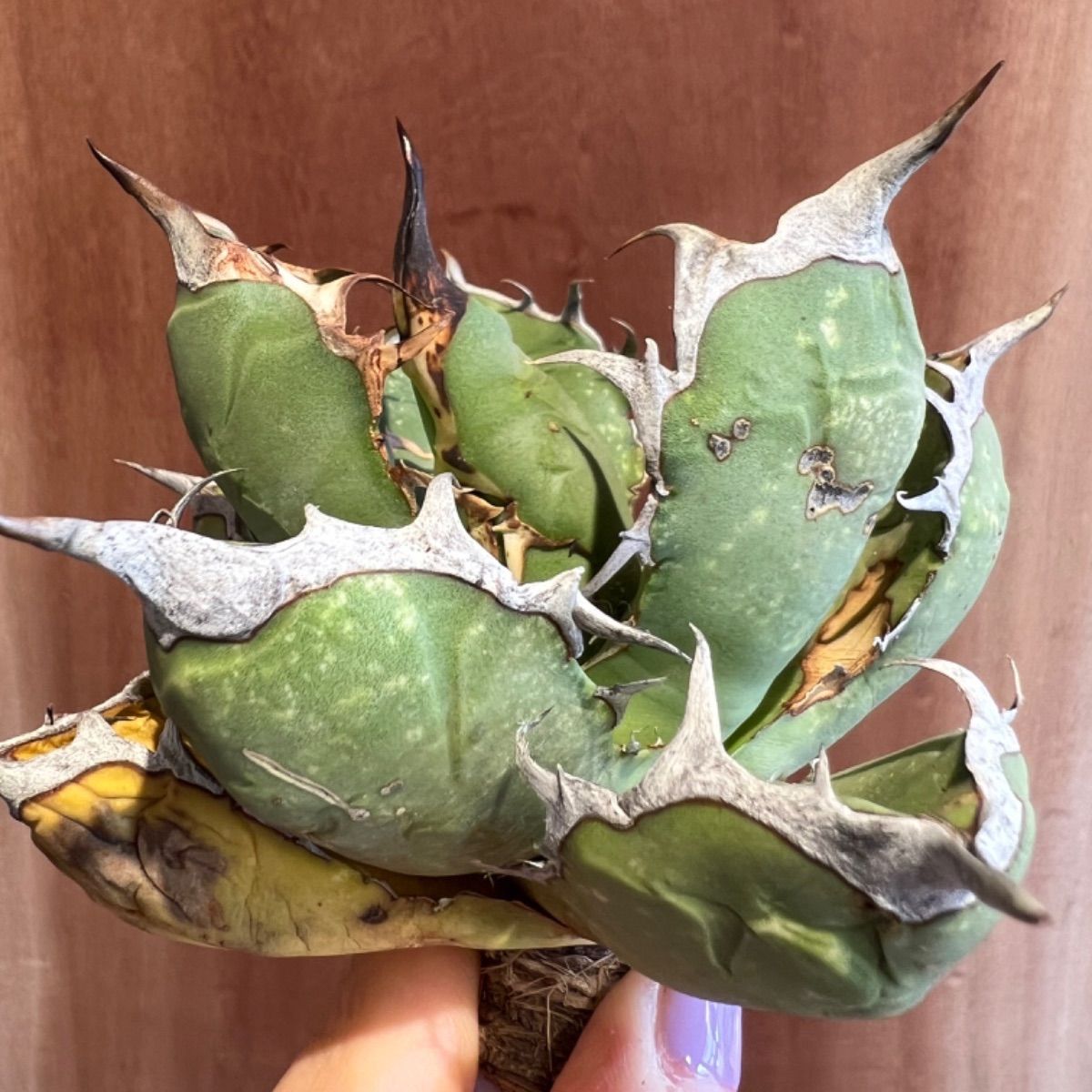 アガベ オアハカ産 オテロイ 発根管理中