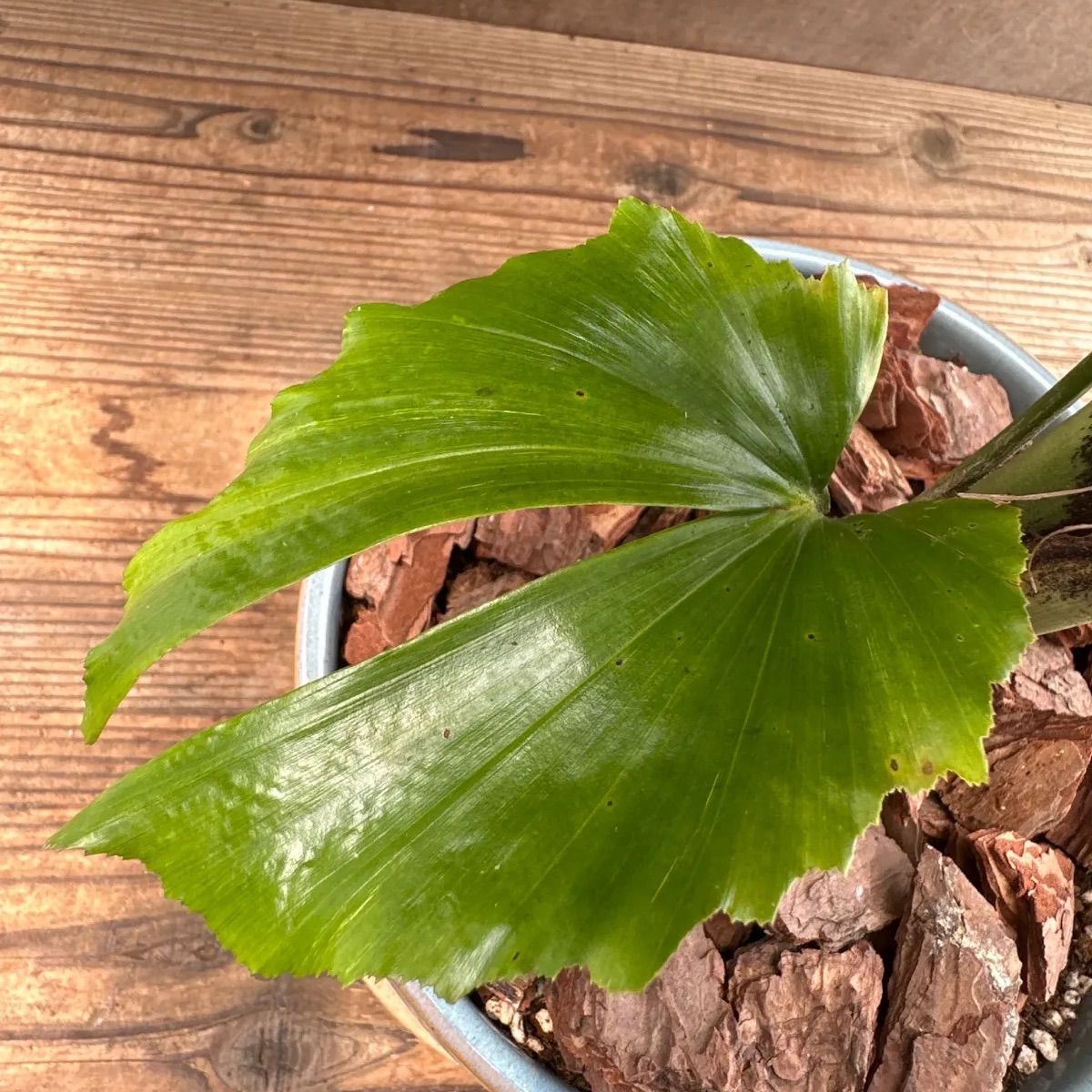 2鉢セット！！【鉢ごと発送】タイ シルバーソテツ Cycas sp.silver