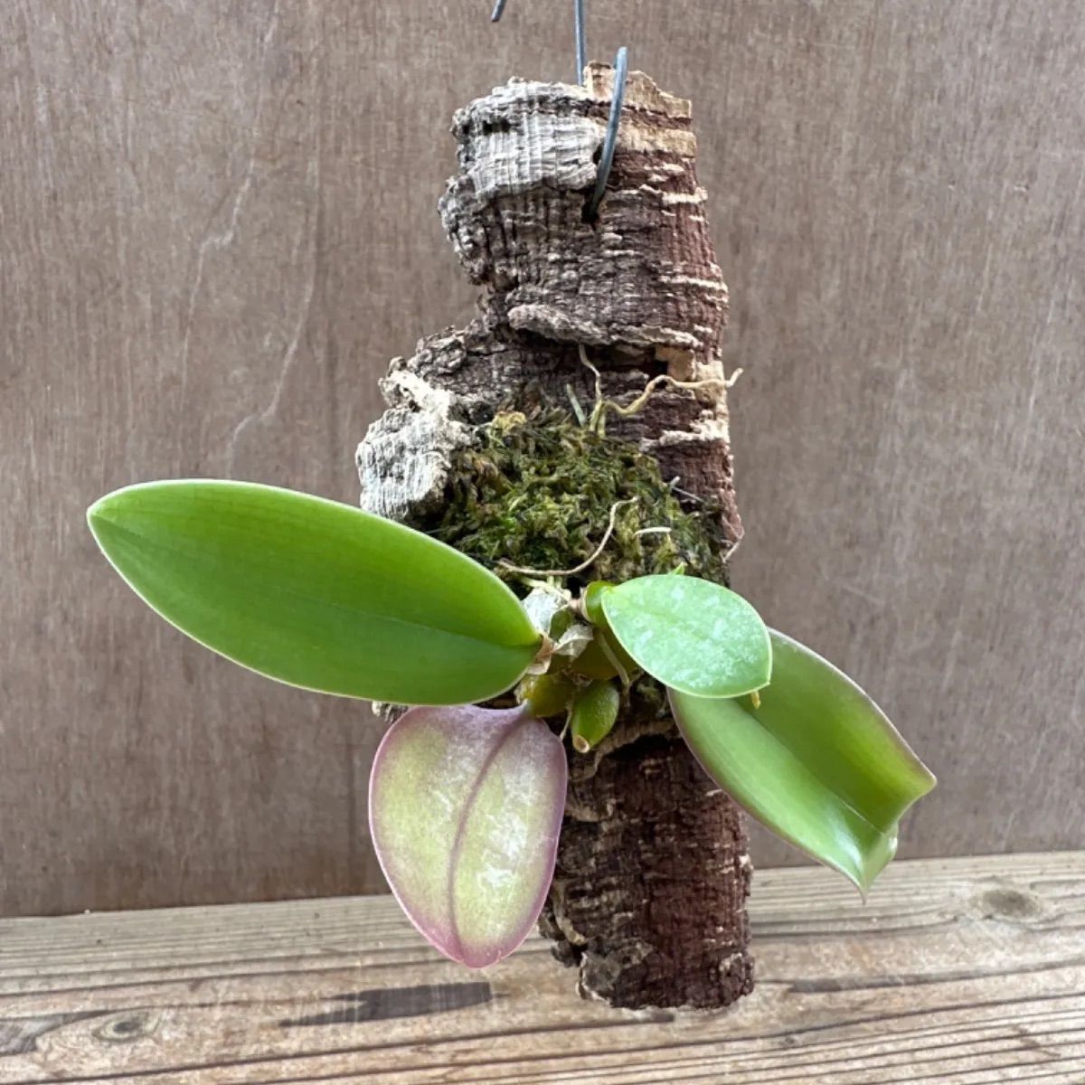 バルボフィラム ファレノプシス ① コルクアレンジ Bulbophyllum phalaenopsis 現品 観葉植物 観葉 植物 珍奇植物 珍奇  珍しい レア 希少 着生ラン ラン 蘭 ハンギング 吊るす 吊り下げ インテリア おしゃれ かわいい - メルカリ