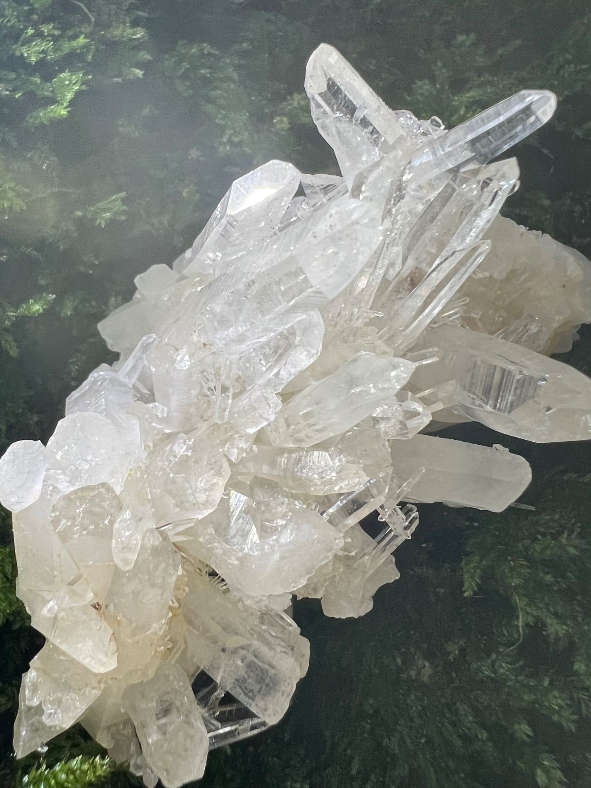 保護猫活動支援