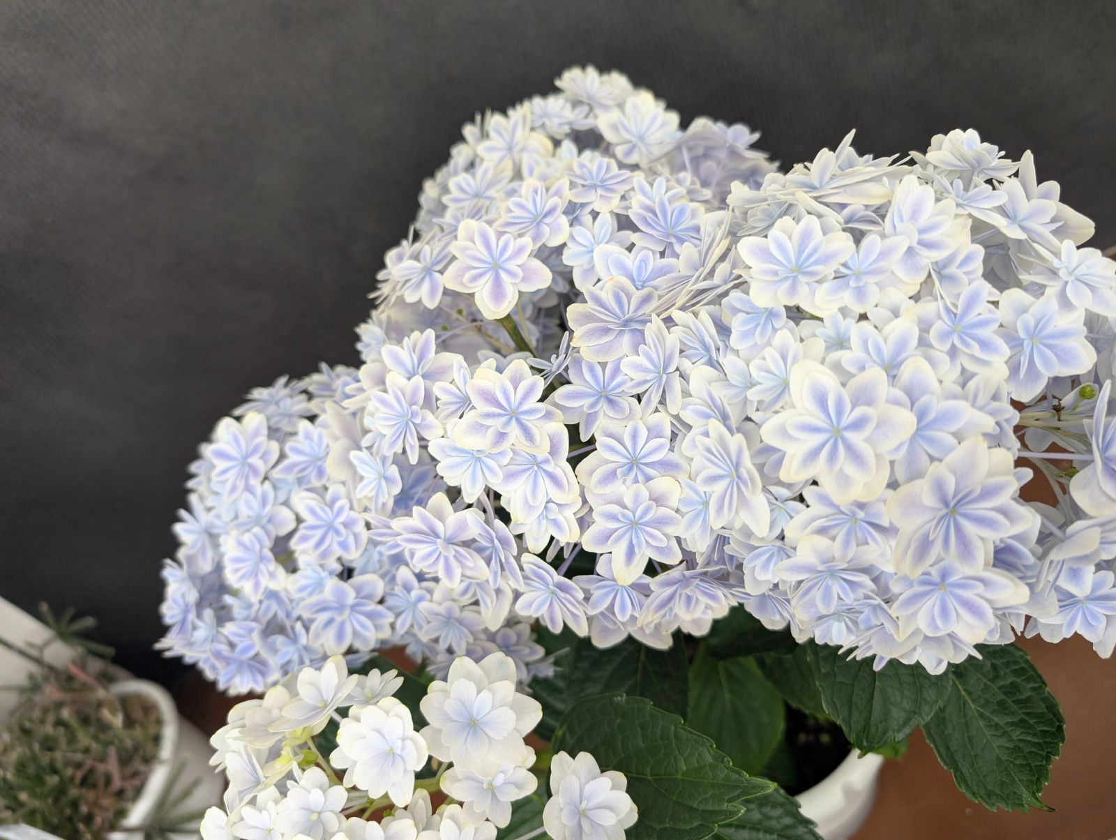 島根オリジナル 万華鏡 ブルー 5号 底面給水 紫陽花 アジサイ ① 島根