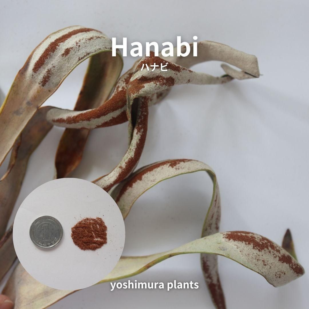 胞子] Hanabi ハナビ ビカクシダ - メルカリ