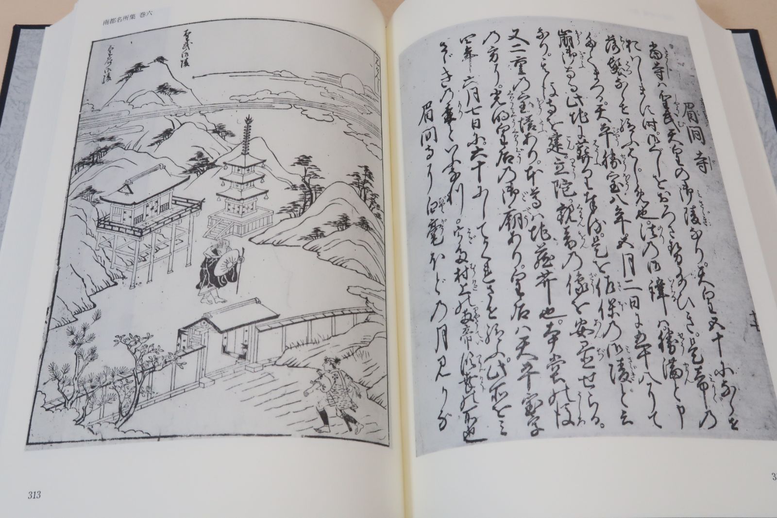 優良。フェイジョア 1.7M(鉢底から) 優良フェイジョア株立ち1.6M(鉢底