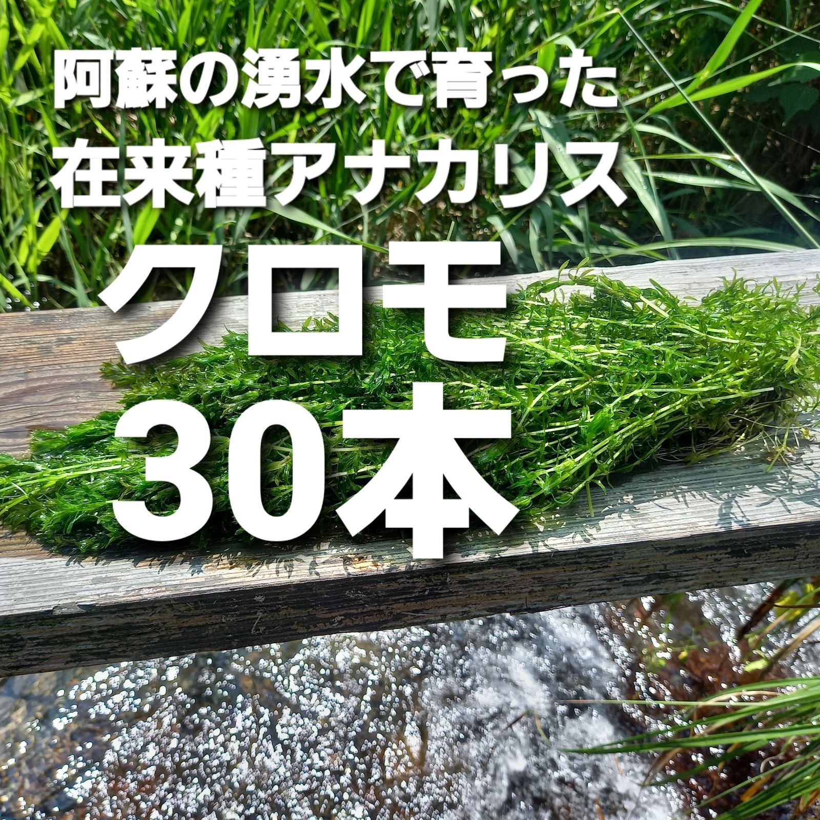 在来種のアナカリス 【クロモ】株ごと30本以上 阿蘇の湧水で育っ