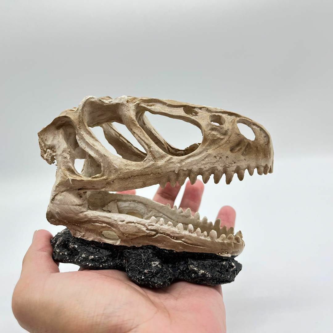 ティラノサウルス 頭骸骨 レプリカ インテリア 恐竜の化石 オブジェ 剥製 骨 白骨 動物 標本 オブジェ 置物 レックス 彫刻 本格 レックス am