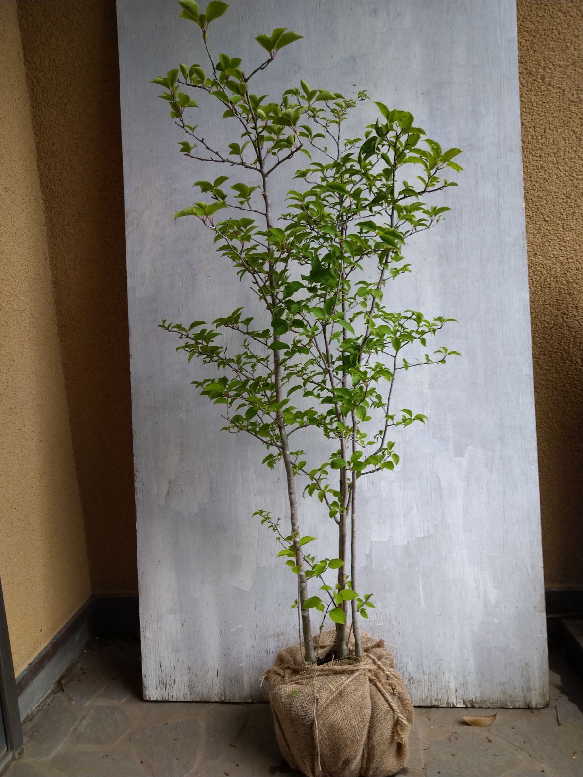 アオハダ 株立ち 8本立ち アオハダ（株立） 2.5m – 安藤苗圃