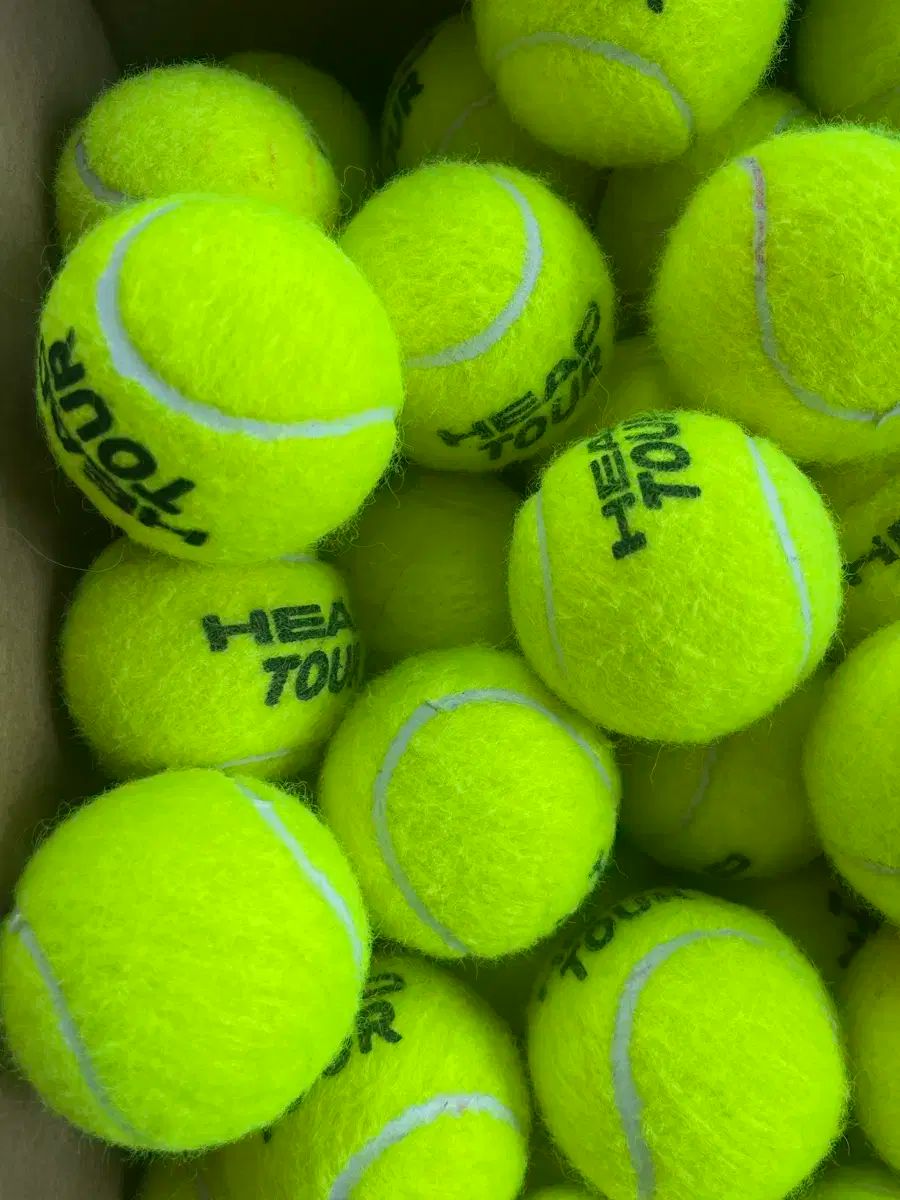テニス 空虚さ 100 犬