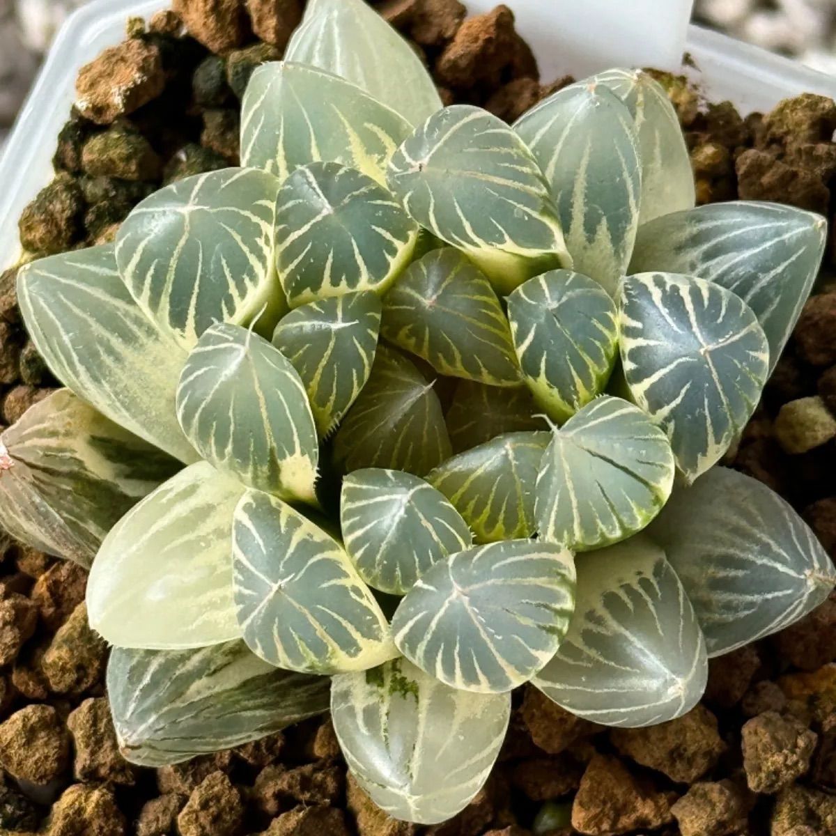 多肉植物 観葉植物 ハオルチア ハオルシア ブラックオブツーサ×水晶