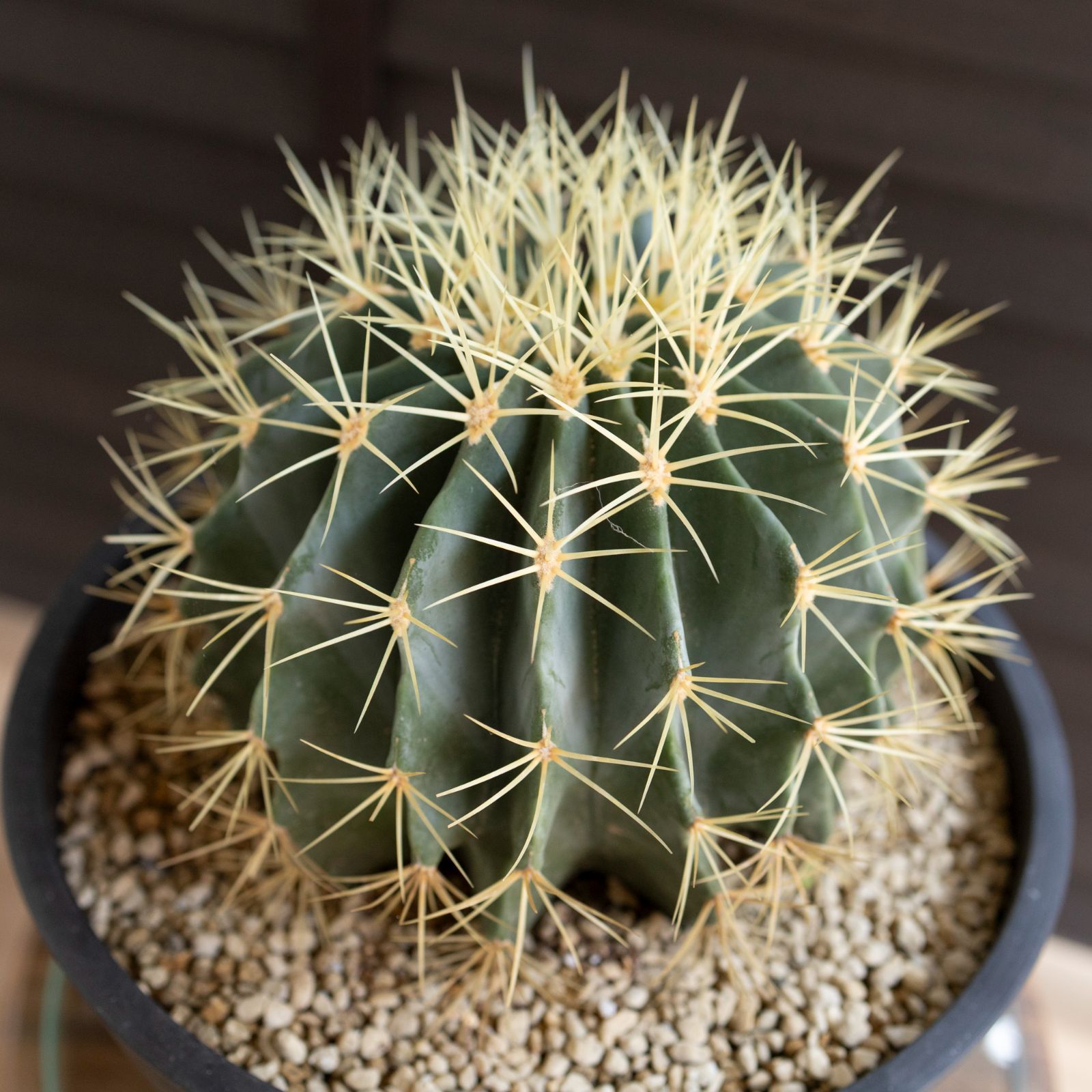 発根済】25cm 王冠竜 フェロカクタス ブルーバレルカクタス