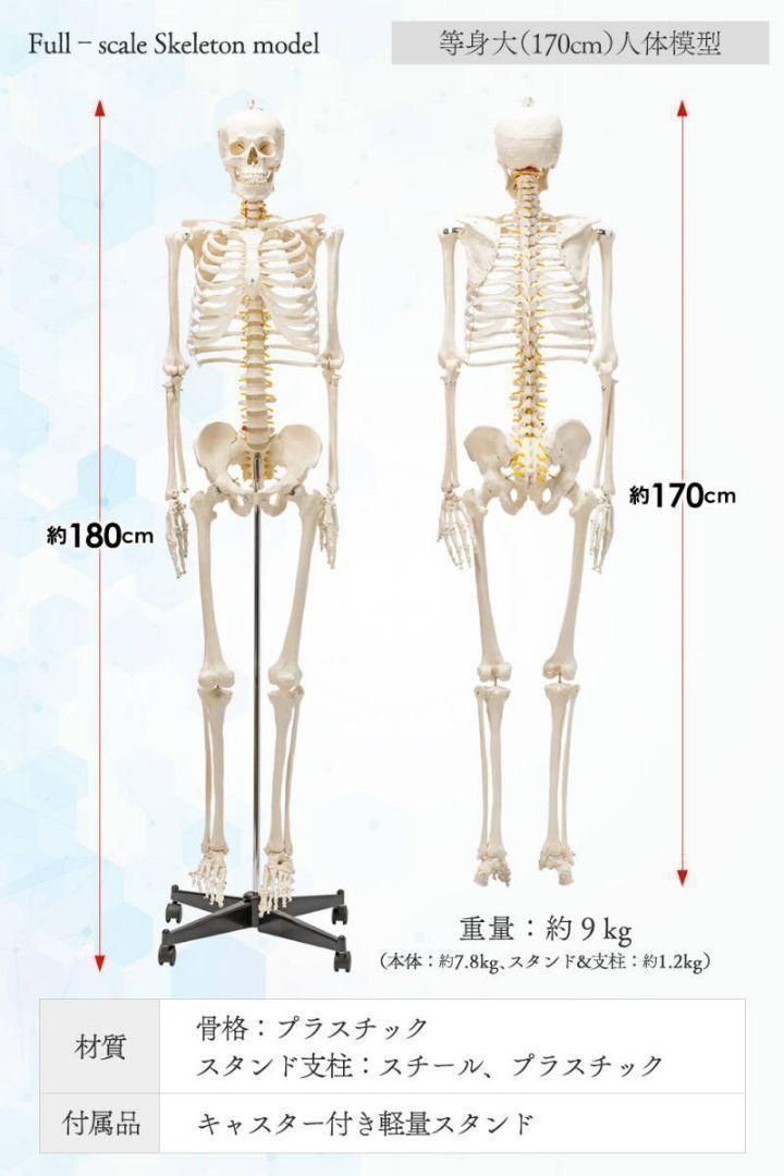 SALE定番人気3B スリービー 骨格人体模型　標準骨格 等身大　約180cm その他