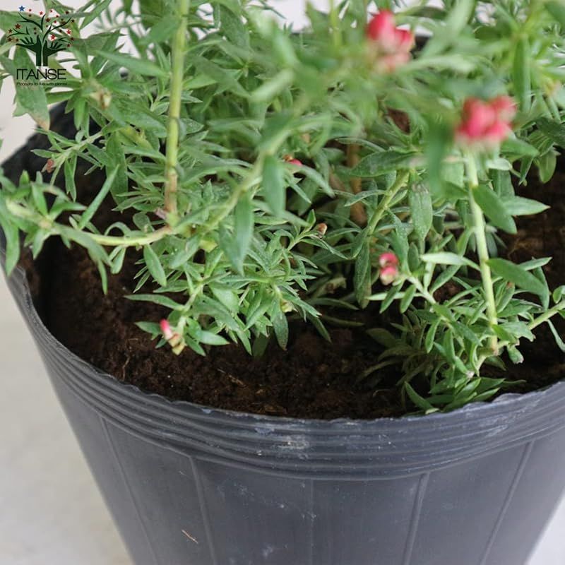 品種で選べる花木苗|1個売り