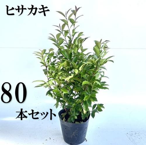 80本セット ヒサカキ樹高0.4m前後15cmポット