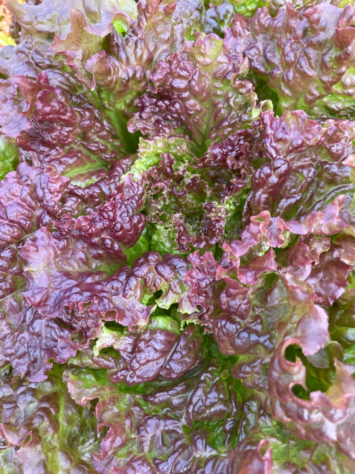 9種類‼️お買い得‼️野菜詰め合わせセット‼️１００サイズ‼️もものすけ入り‼️