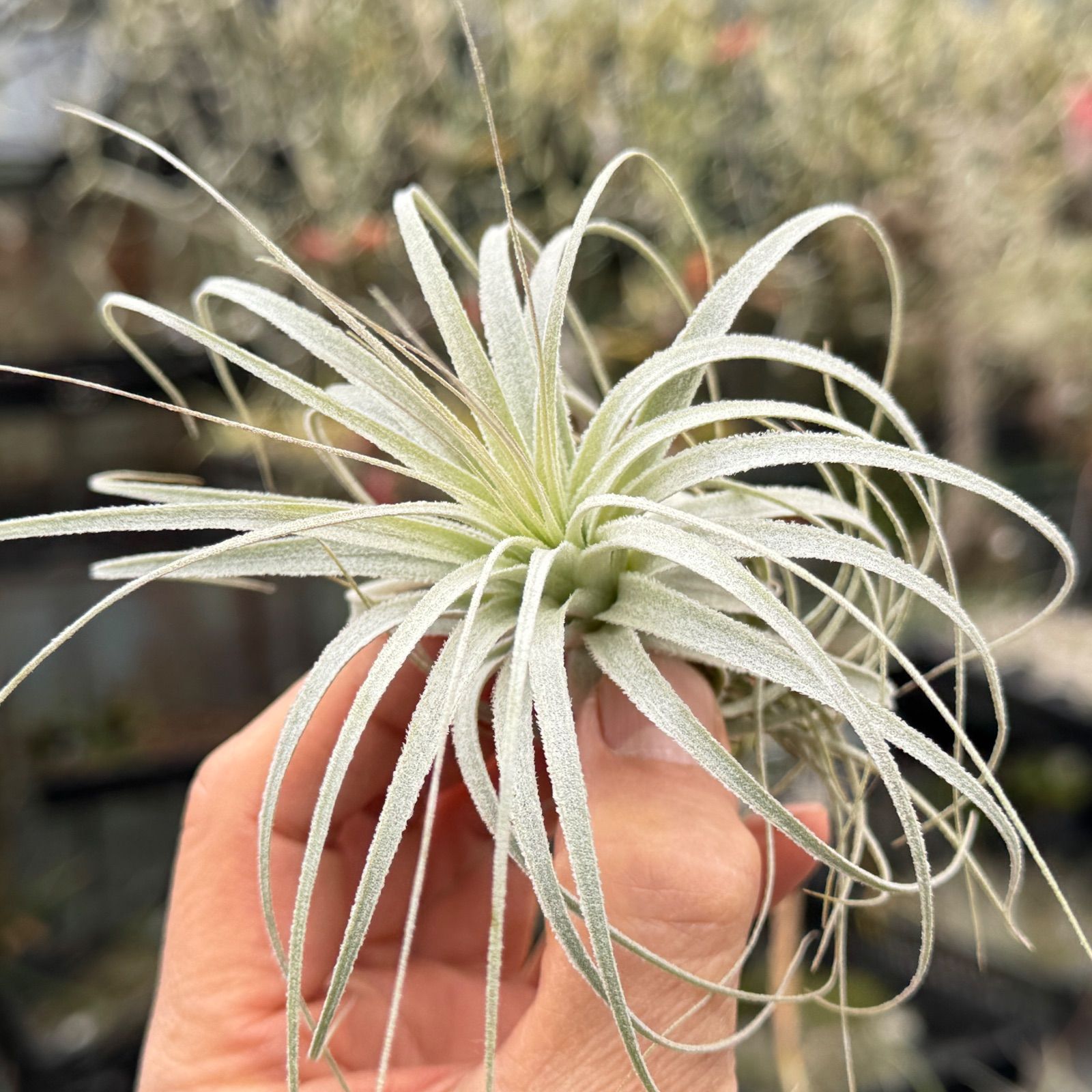 チランジア チャペウエンシス Tillandsia chapeuensis＊(約)最大直径