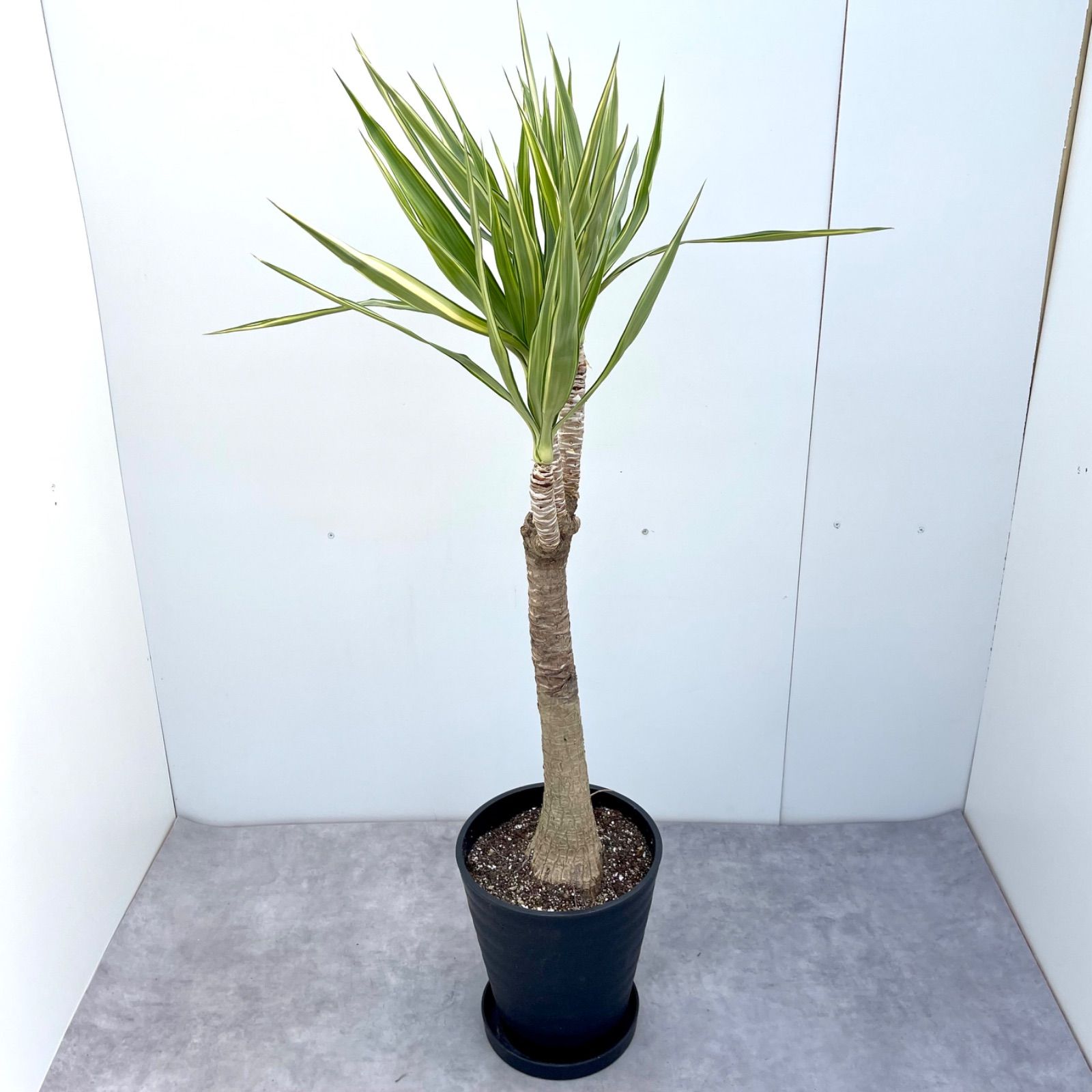 ユッカ エレファンティペス 斑入り 1【現品】☆希少☆ 観葉植物 - メルカリ