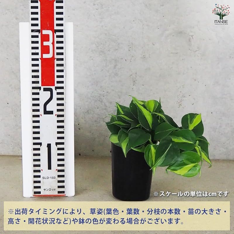 ＩＴＡＮＳＥ フィロデンドロン ブラジル 3号 6個セット 品種で選べる観葉植物 縦に入ったカラフルな斑が魅力 小さいながらも存在感があり インテリアグリーンにも使えます ハンギング仕立てにしても◎ YUZUMIYA_COM