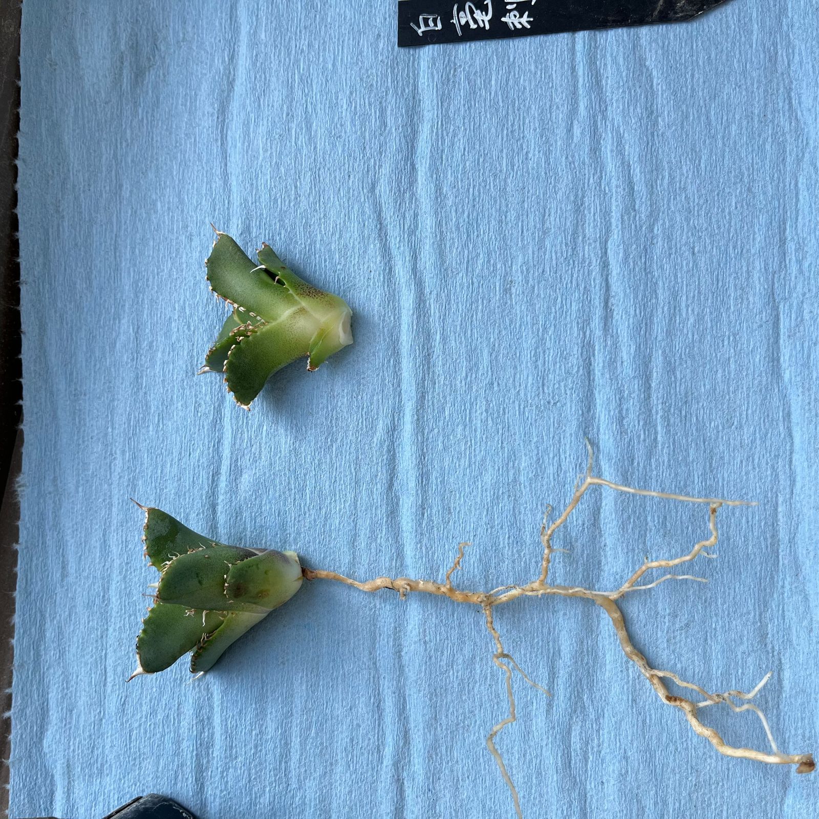 Agaveチタノタ　白豪刺　龍球会 Agaveチタノタ 白豪刺 龍球会 管理No.06768444】アガベ チタノタ