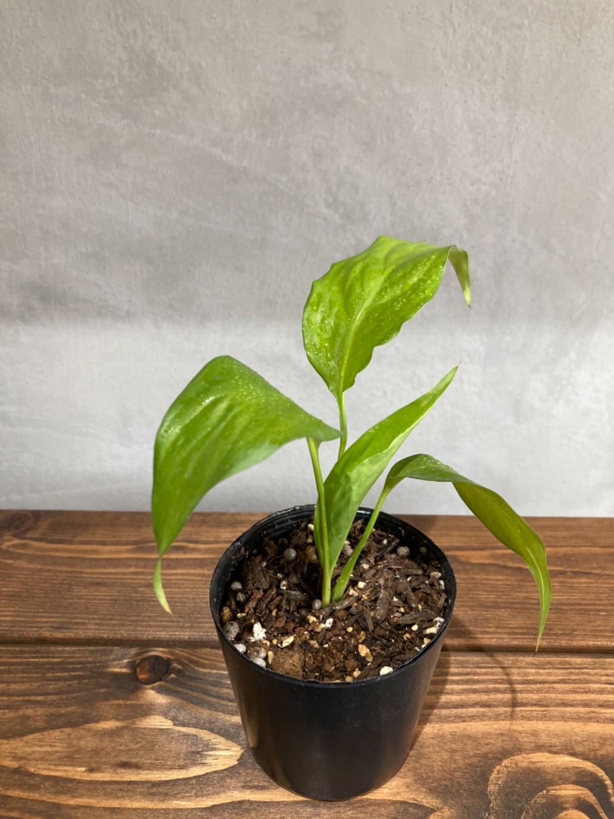 観葉植物 スパティフィラム 抜き苗 - メルカリ