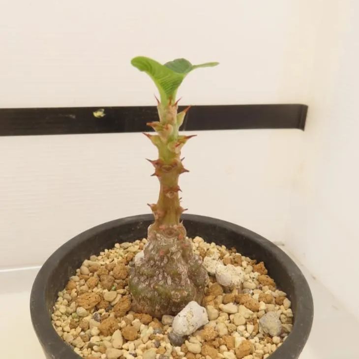 8878 「塊根植物」パキポディウム ウィンゾリ 植え【発根・Pachypodium windsorii・多肉植物・実生】 - メルカリ