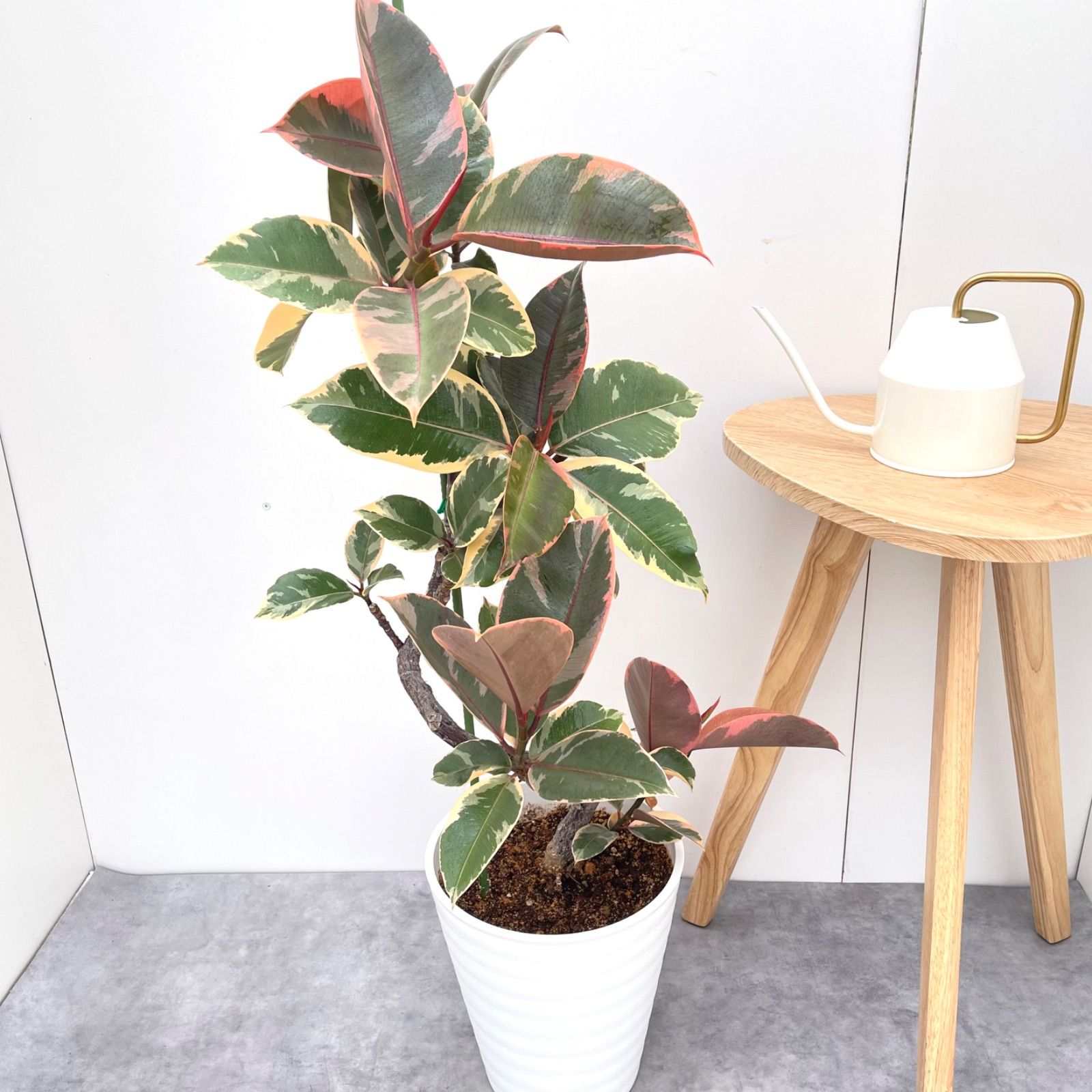 螺旋状ベンガレンシス約1、3メートル 現品 8号 フィカス