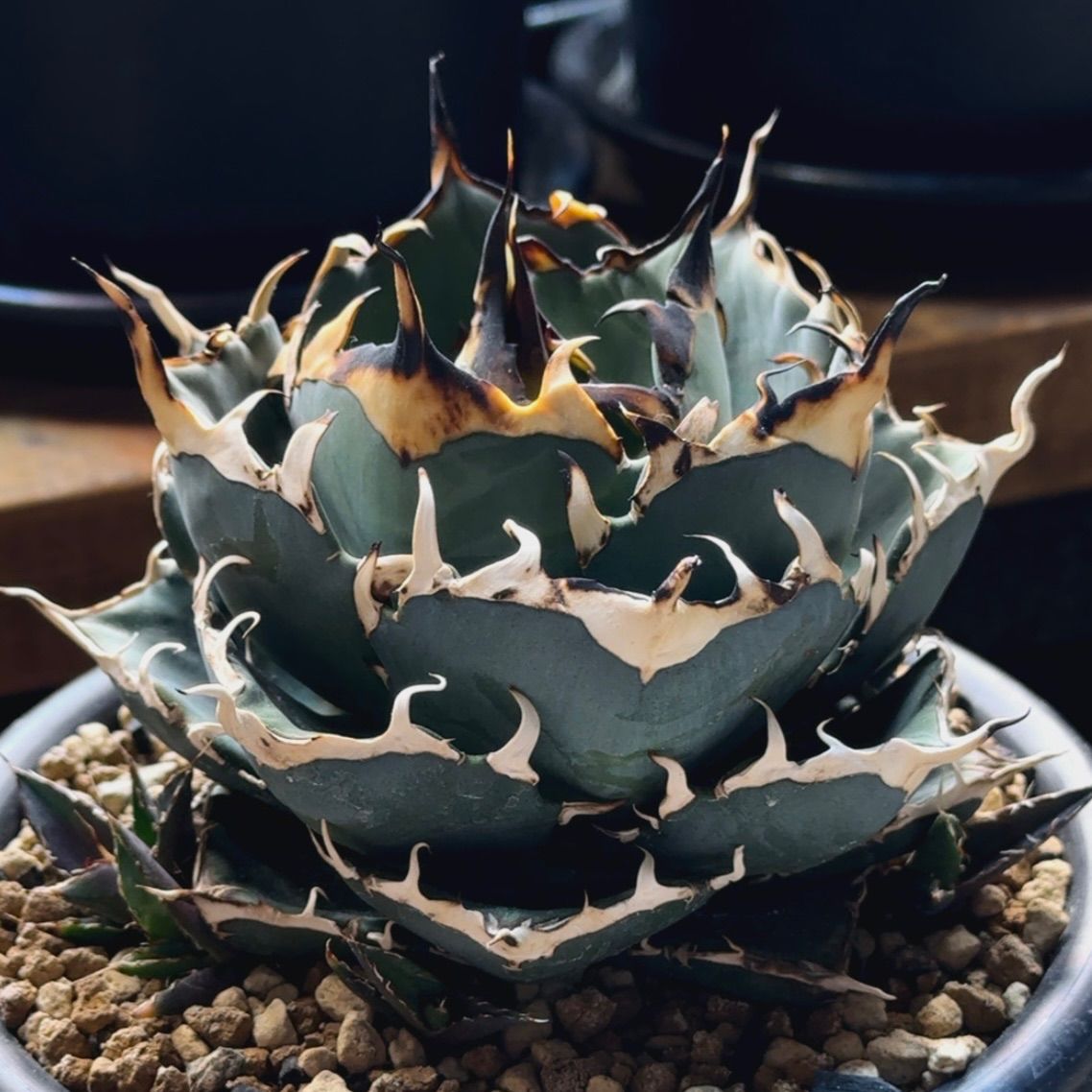 【FK PLANTS】Agave Titanota 'Hades'（子株）アガベ チタノタ 'ハデス'（子株）