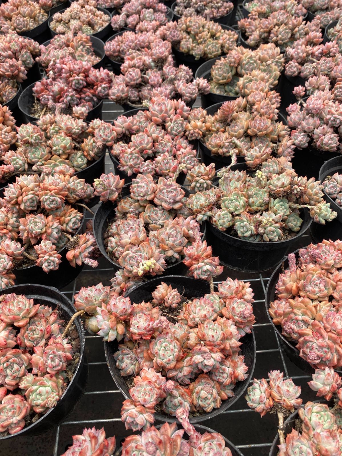 高級ブランド 抜き苗 エケベリア 多肉植物 ふっくら DP2024×12株 シモノハナ その他多肉植物