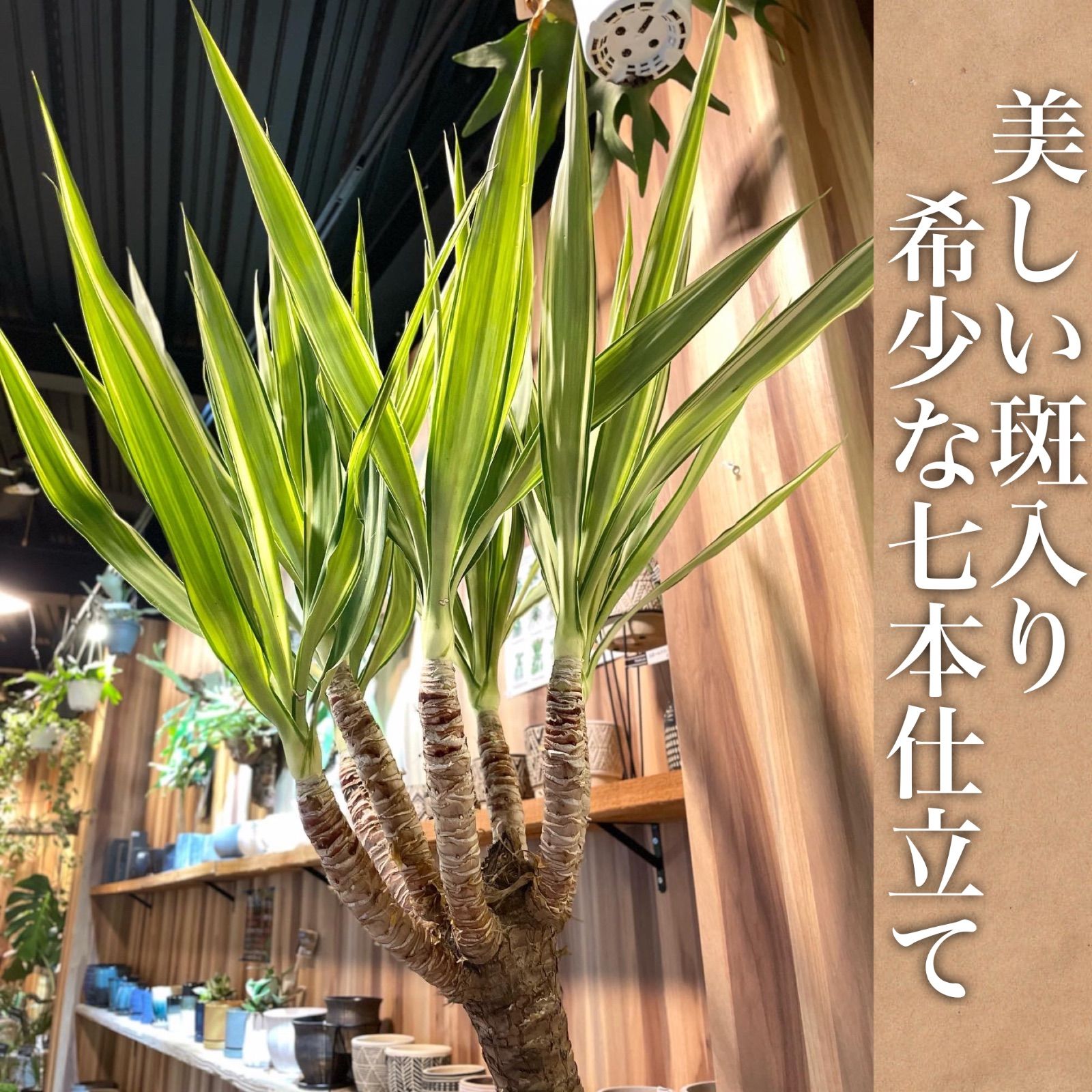 ユッカ エレファンティペス斑入り 8号 大型大株 希少品種レア