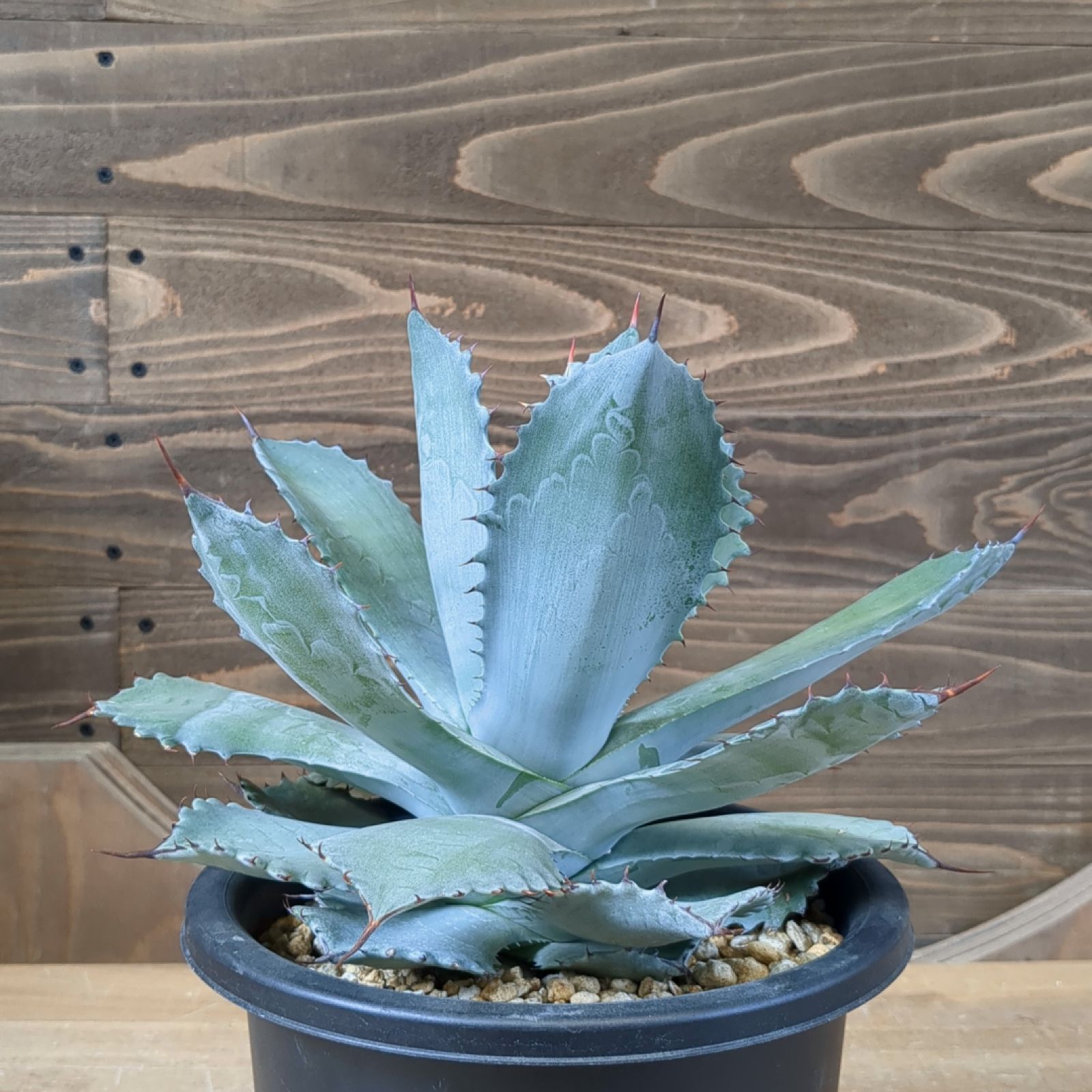 アガベ シャウィー × イシスメンシス 【 ハイブリッド 】早いもの勝ち