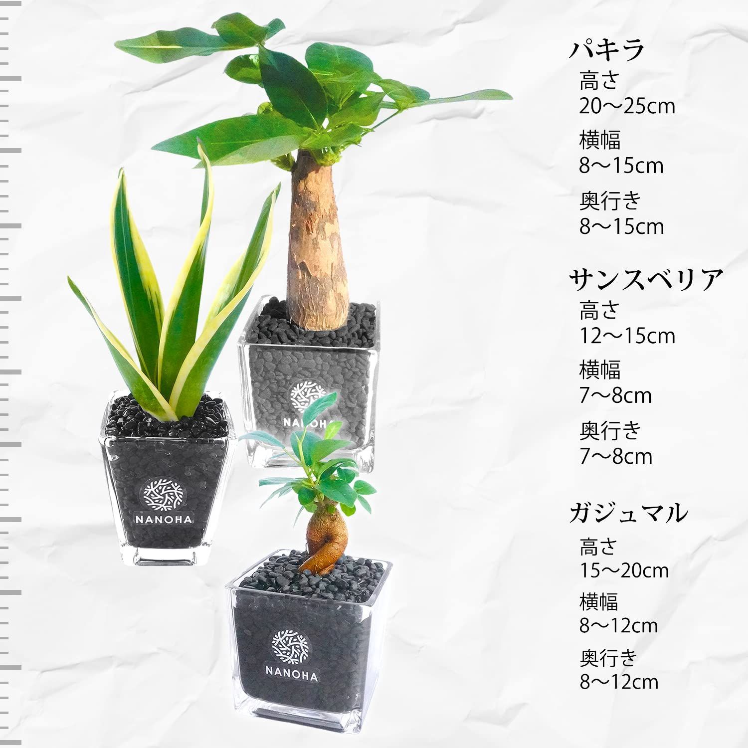 ガジュマル パキラ