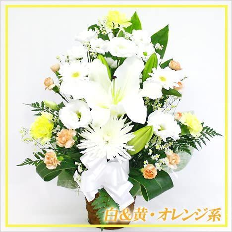 白＆黄