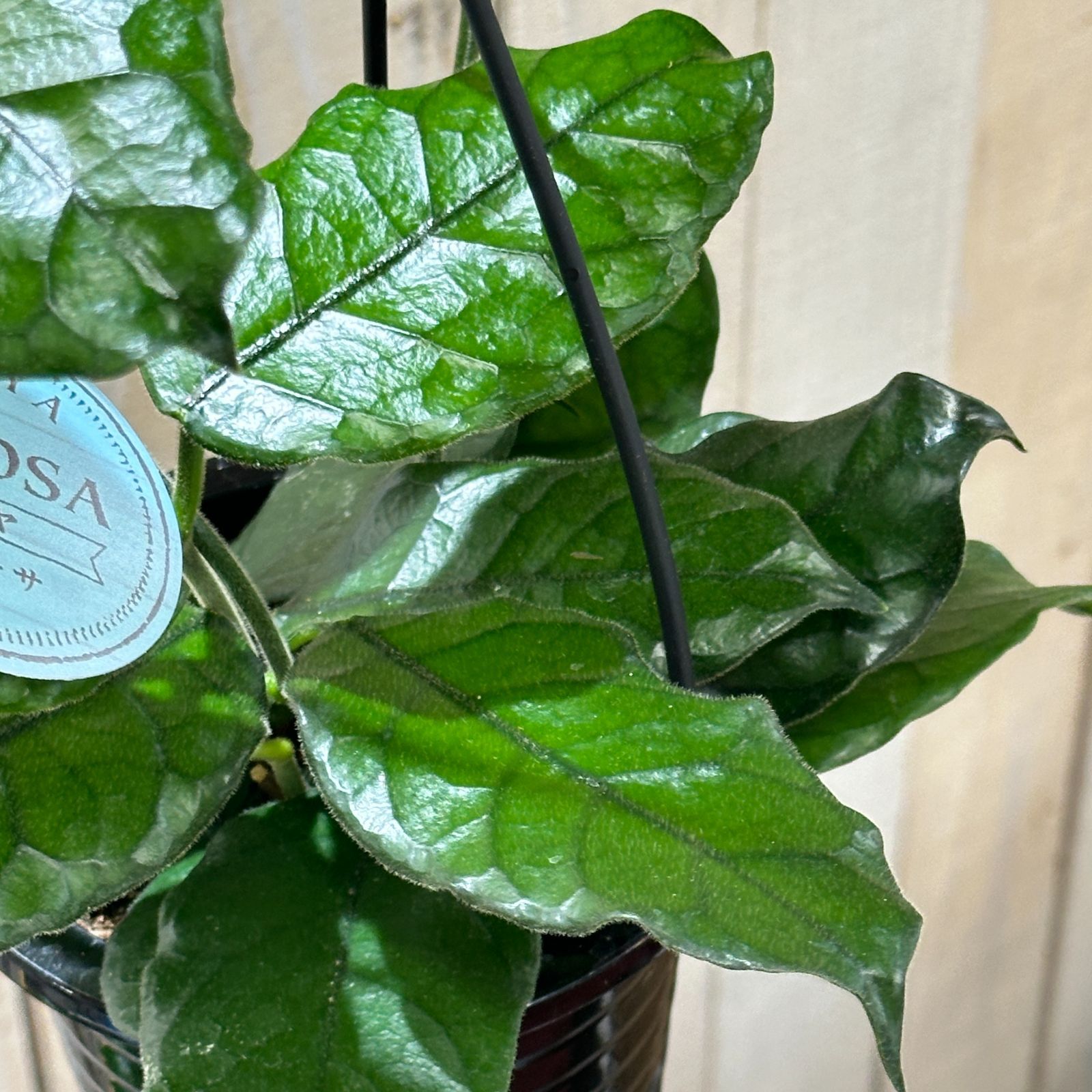 観葉植物 ホヤ ビローサ 4号 吊り(現品) インテリア カワイイ 可愛い