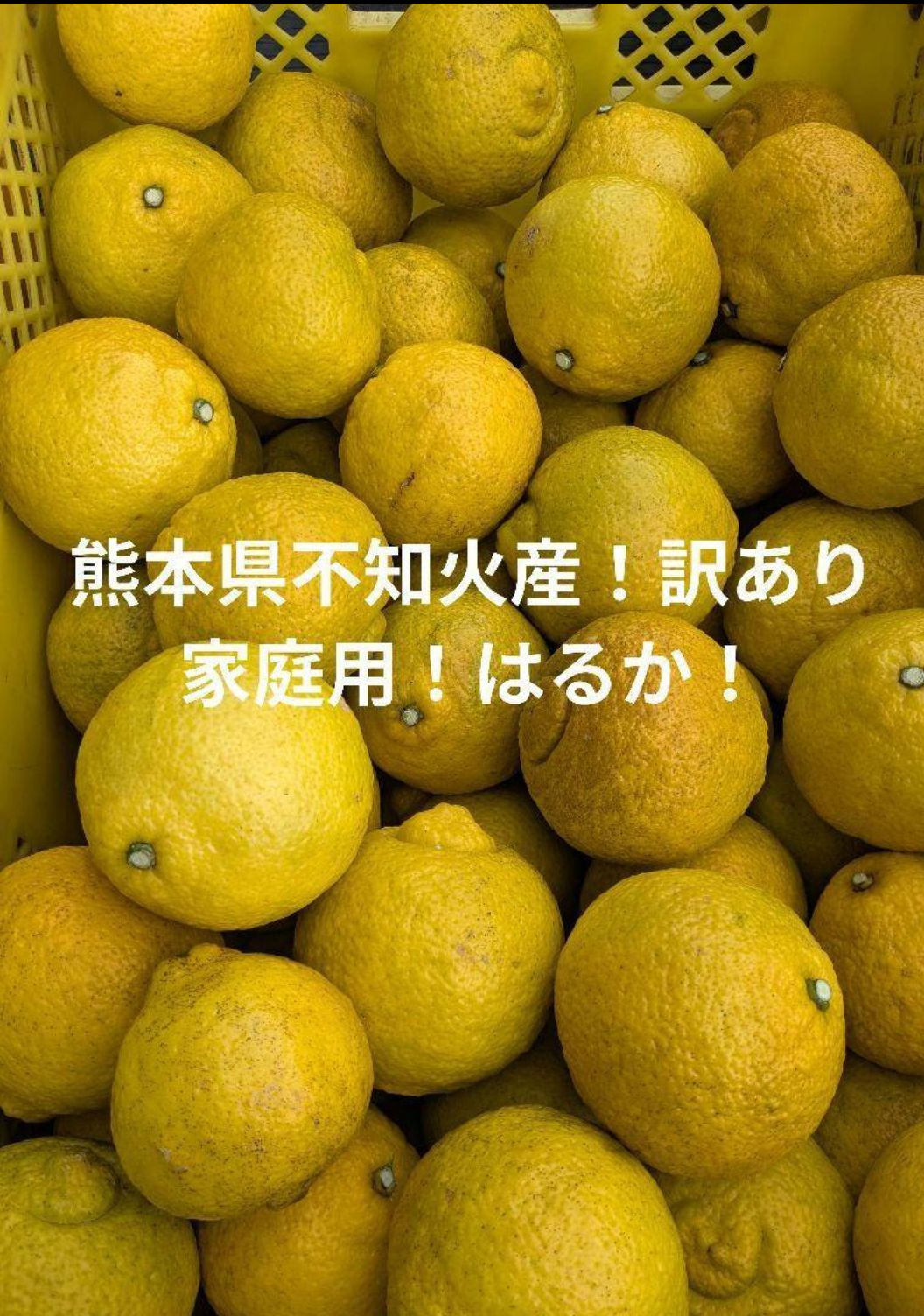 農家直送 熊本県不知火産 家庭用はるか15kg