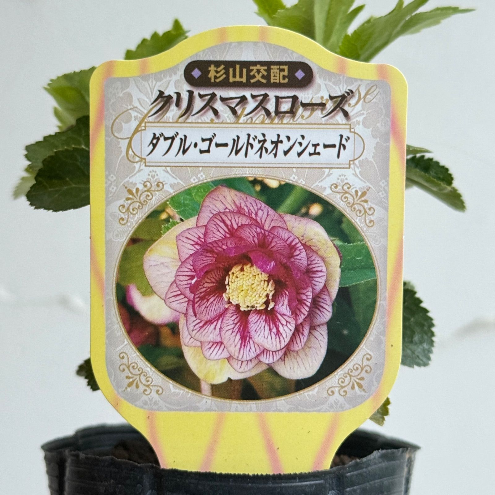 杉山交配クリスマスローズ ダブル・ゴールドネオンシェード 3号ラベル