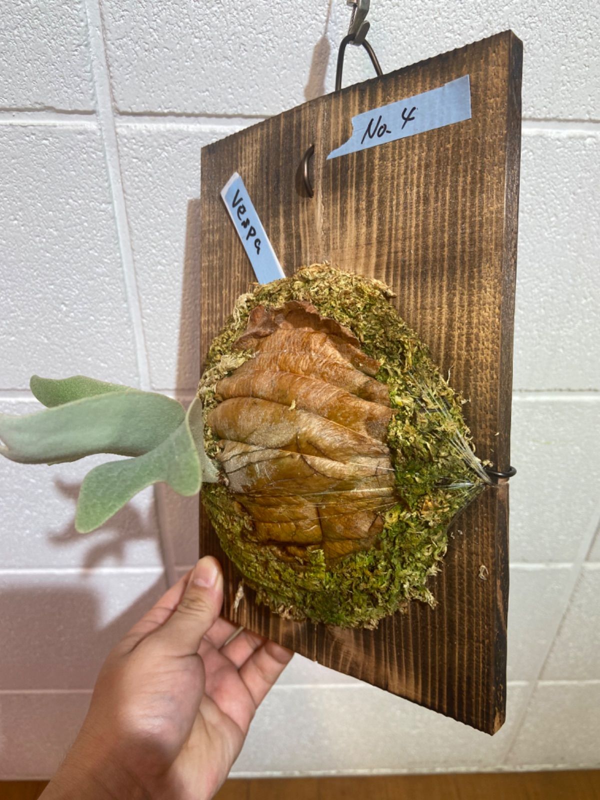 P.Paul vespa 親株（子株3つ➕PUP付き） P.Paul Vespa(OC)子株 ビカクシダ ポールベスパ - メルカリ