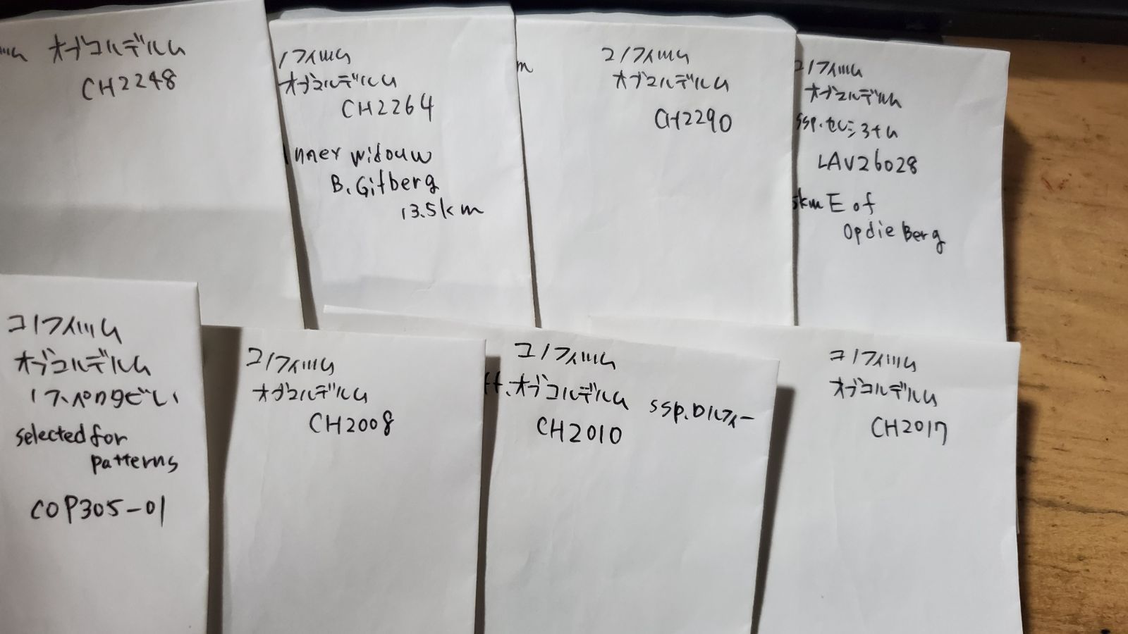種類38種類 10粒ずつセット