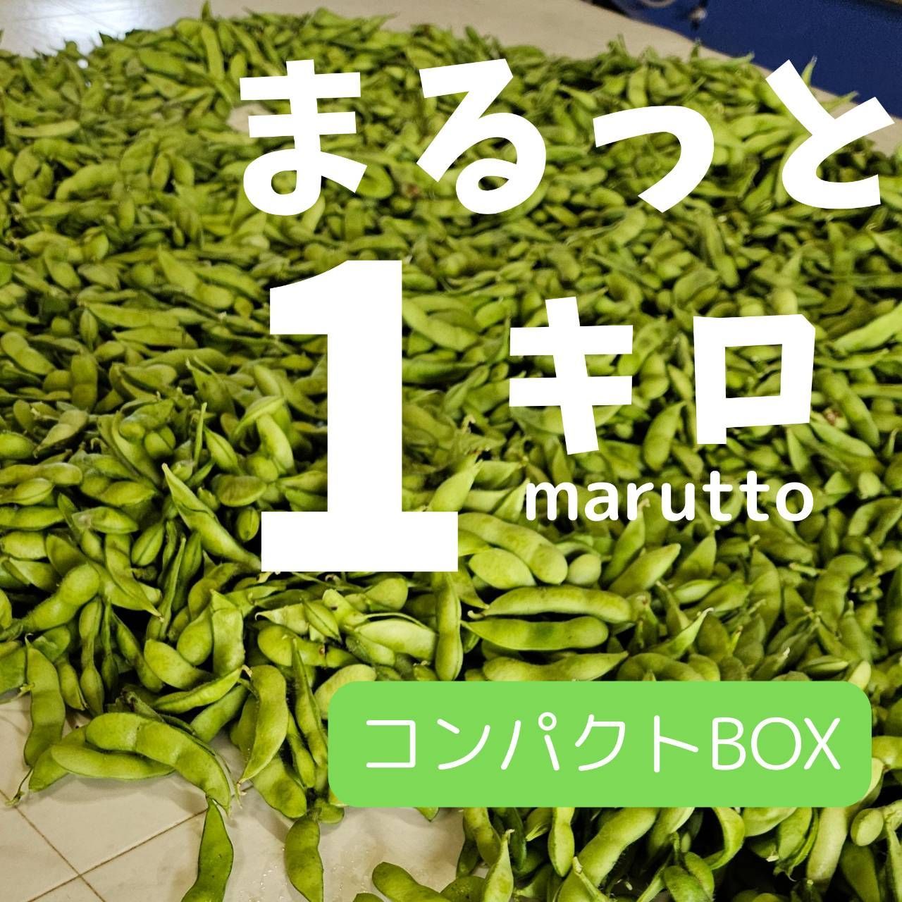 7/25発送【湯上がり娘】茶豆系枝豆☆まるっと1キロ　全部もぎ　収穫出荷　大川ファーム　産地直送