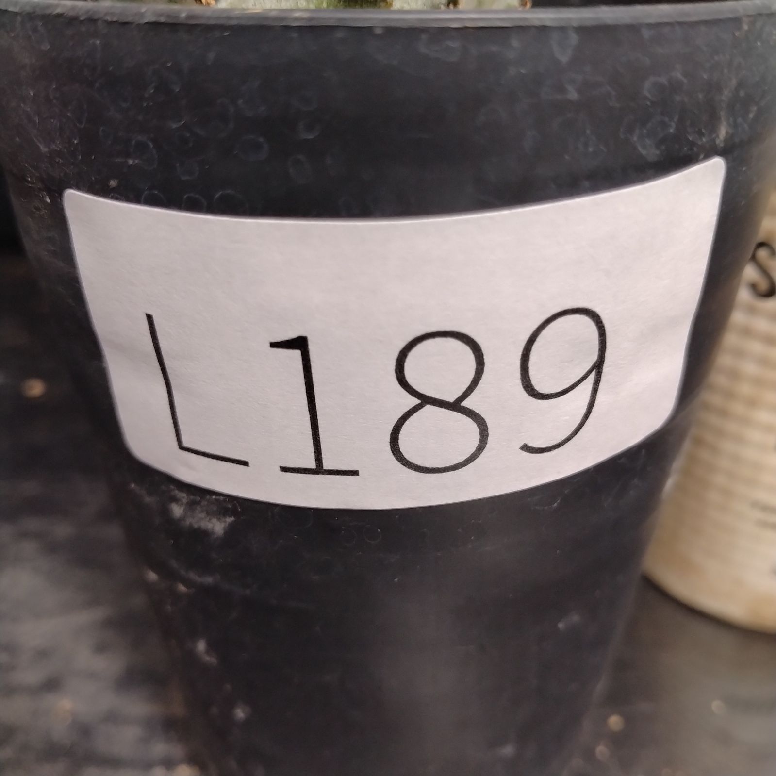 L189【自社養生株】ユーフォルビア ホリダ白肌（発根株・鉢植え